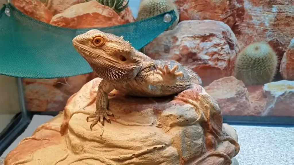 bearded-dragon-arm-waving2