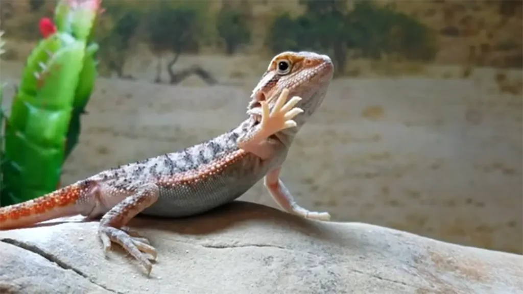 bearded-dragon-arm-waving3