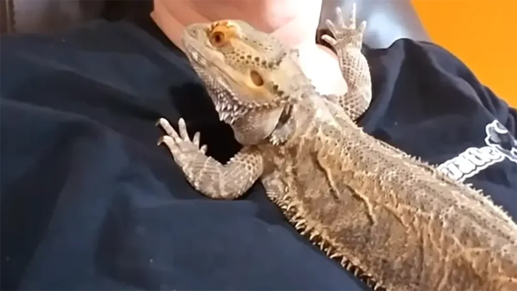 bearded-dragon-arm-waving5