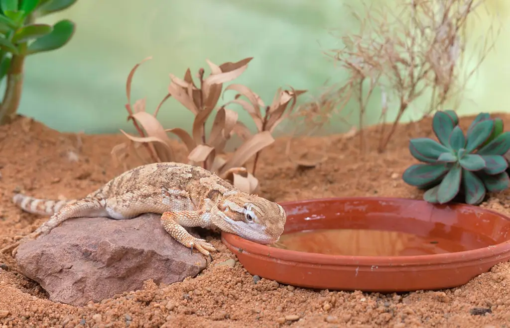 bearded-dragon-drinking-water