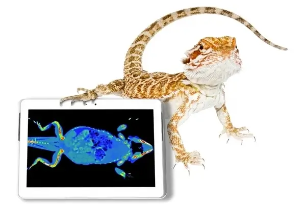 bearded-dragon-impaction-x-ray