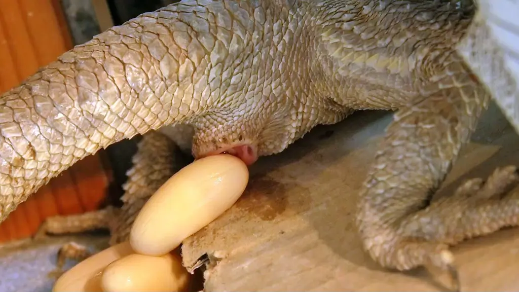 bearded-dragon-lying-eggs