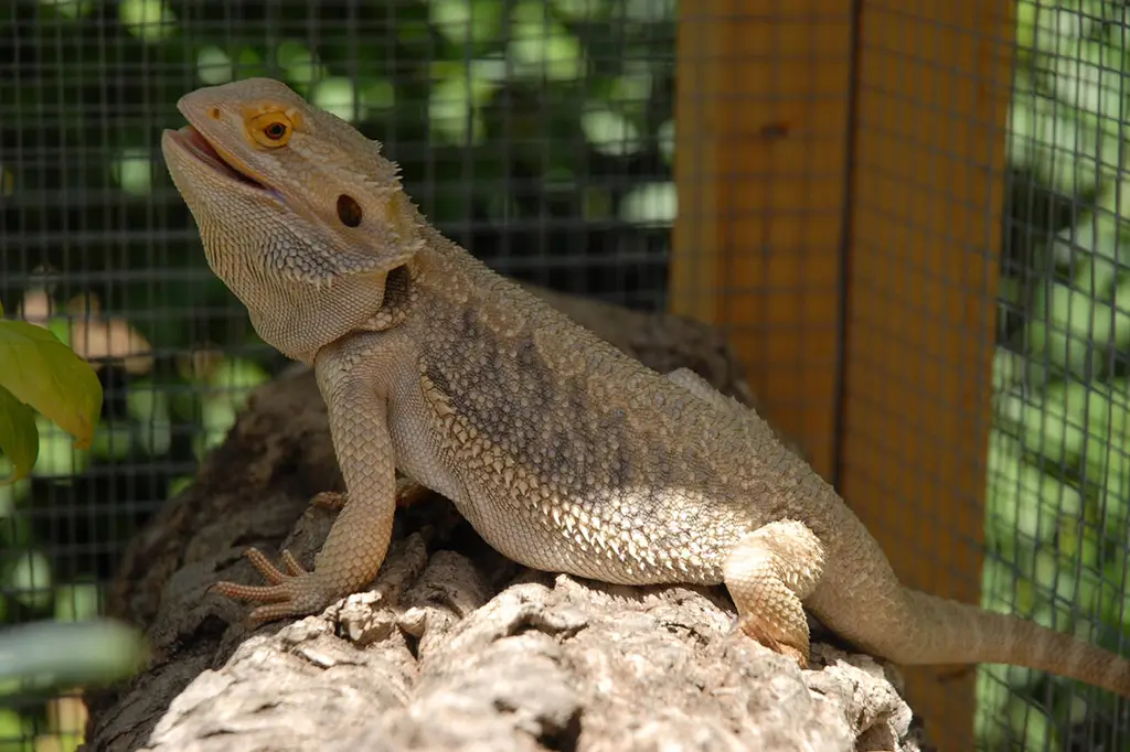 bearded-dragon-mouth-open