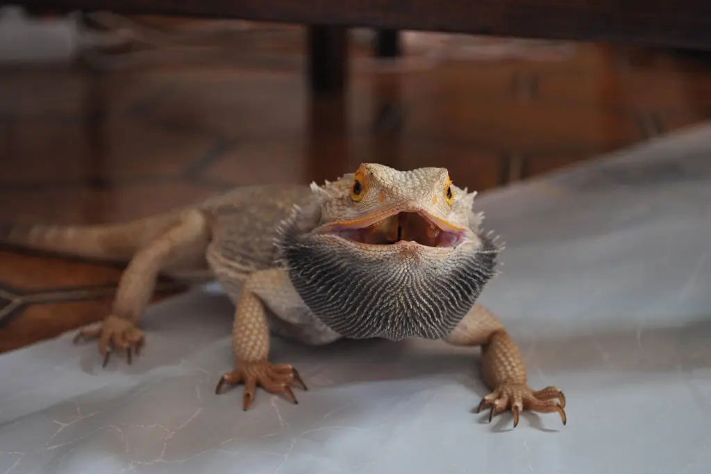 bearded-dragon-puffed-up-beard