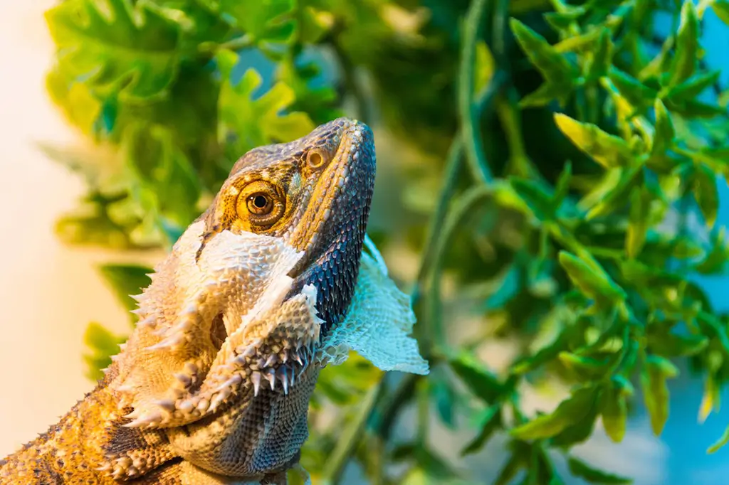 bearded-dragon-shedding