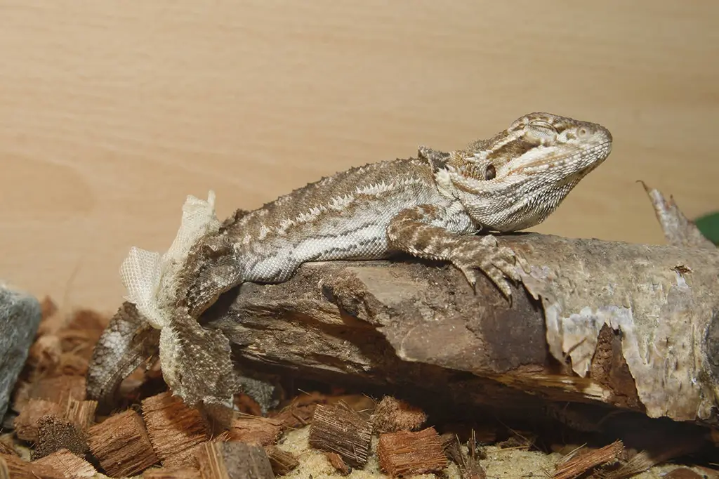 bearded-dragon-shedding-and-lying-on-a-log