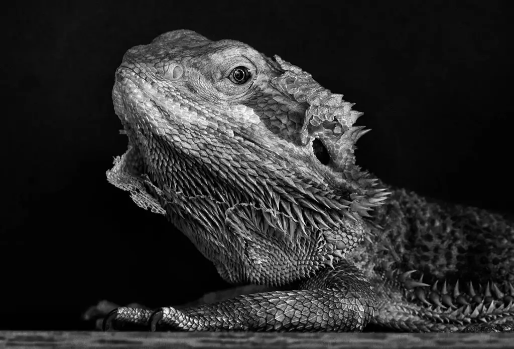 bearded-dragon-shedding-its-skin