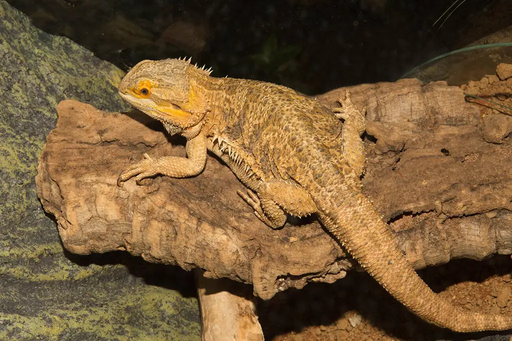 bearded-dragon-shedding-on-a-log