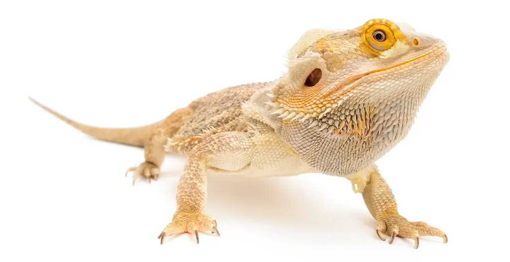 bearded-dragon-shedding-white-background