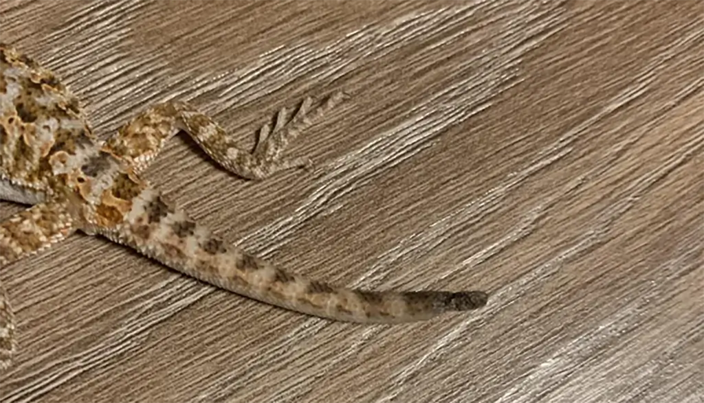 bearded-dragon-tail-rot1