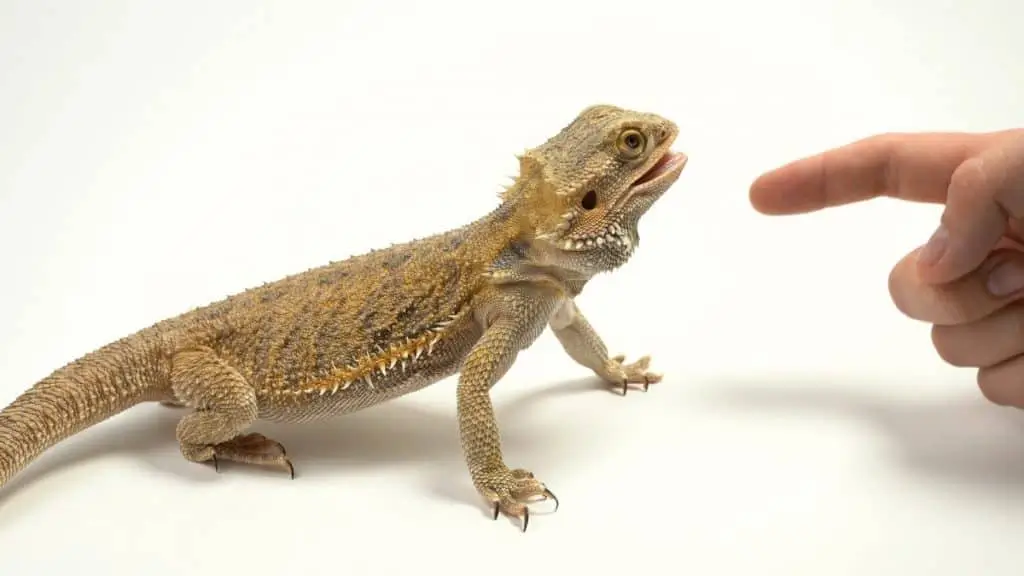 bearded-dragon-trying-to-bite