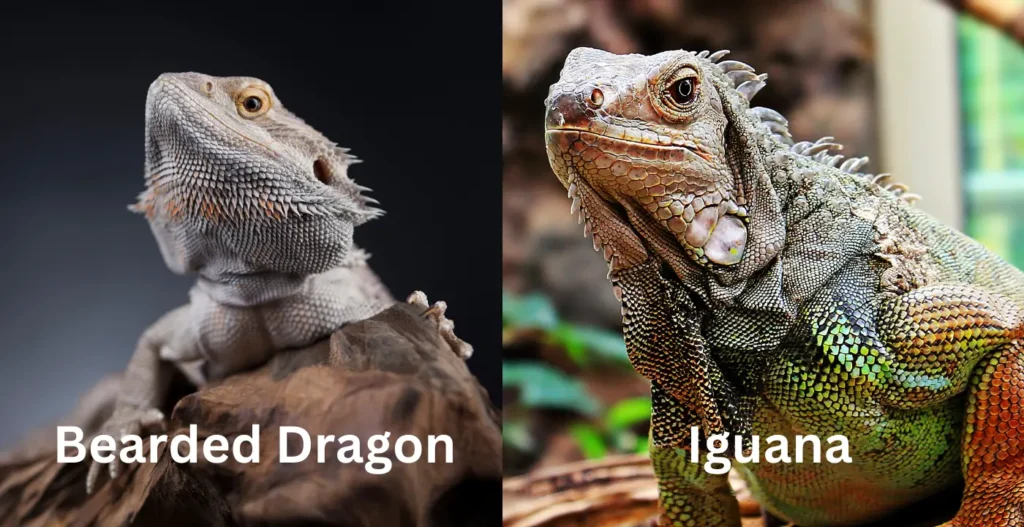 bearded-dragon-vs-iguana