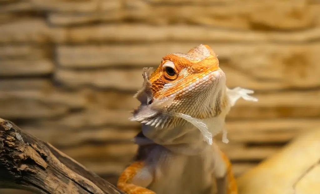 bearded=dragon-shed-from-head