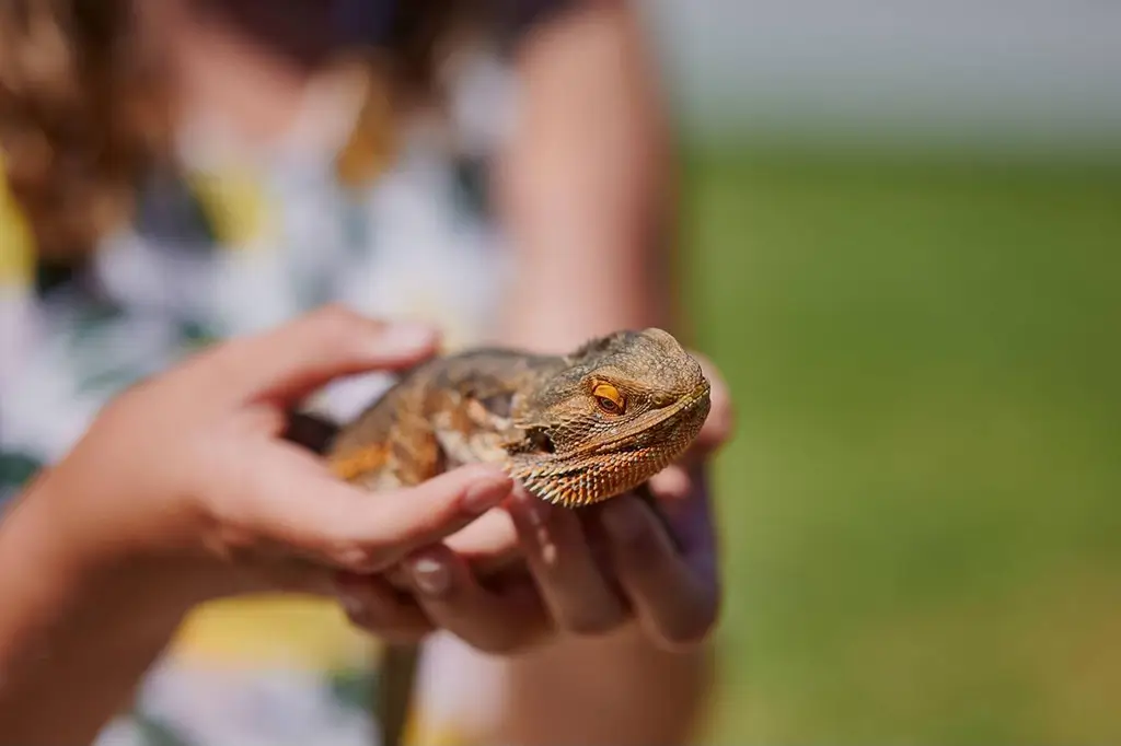 girl-holding-a-bearded-dragon