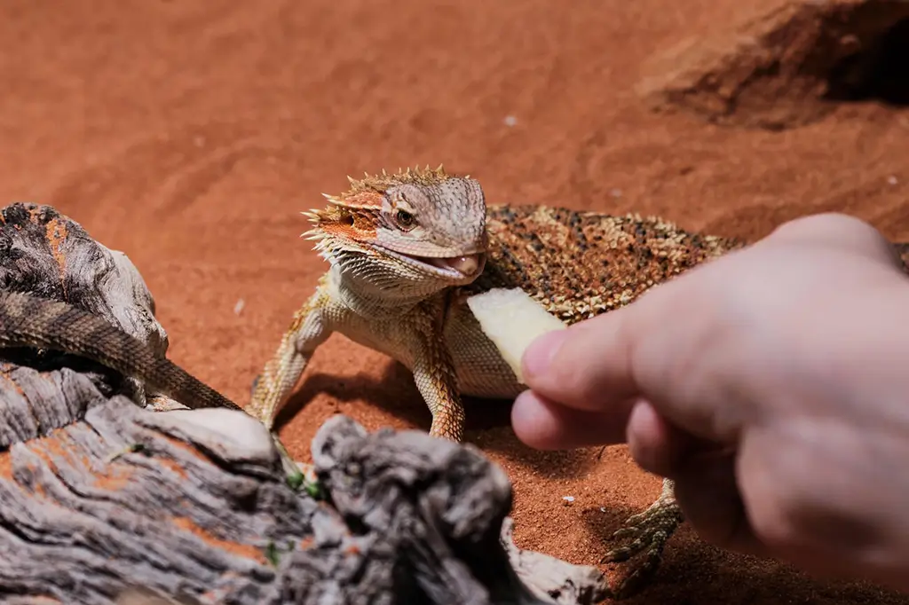 hand-feeding-a-bearded-dragon