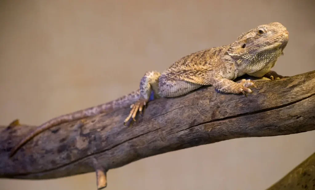 adult-bearded-dragon