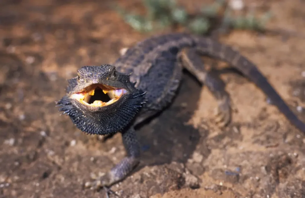 aggressive-bearded-dragon