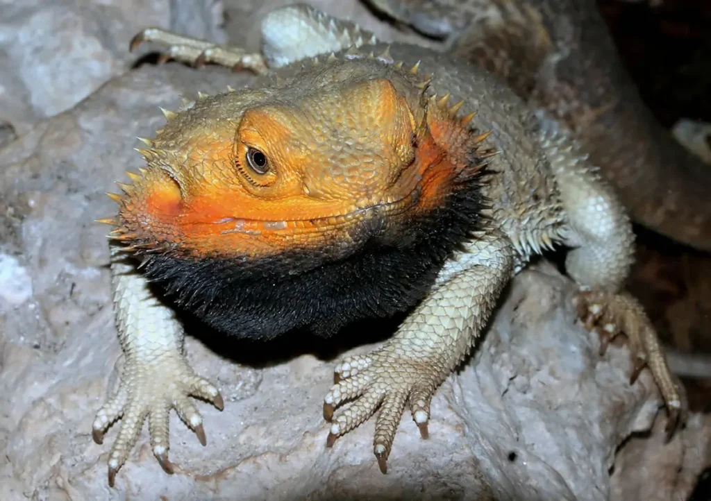 aggressive-bearded-dragon-with-black-beard