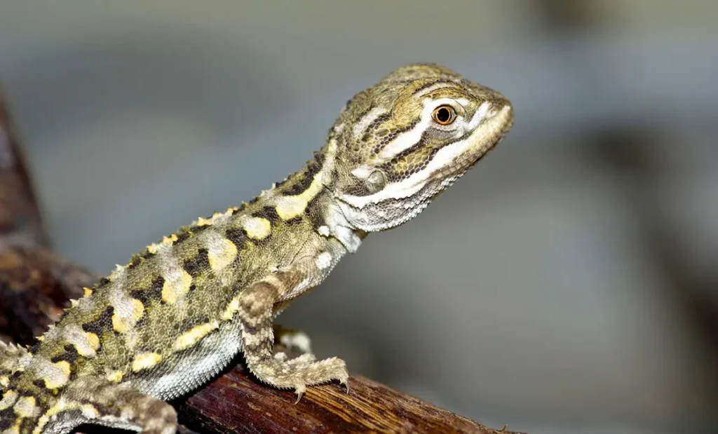 baby-bearded-dragon