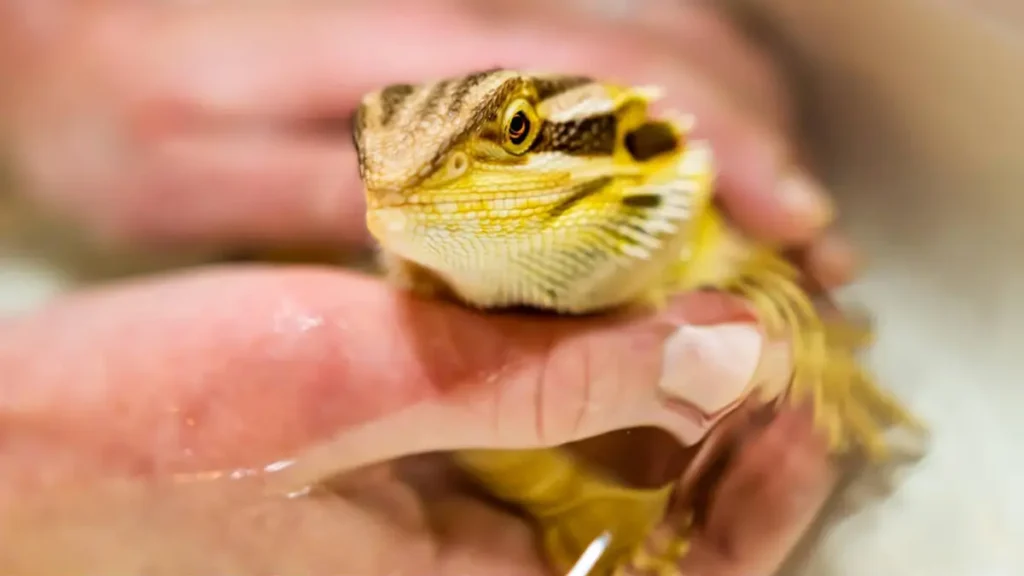 bathing-a-bearded-dragon-to-calm-it-down