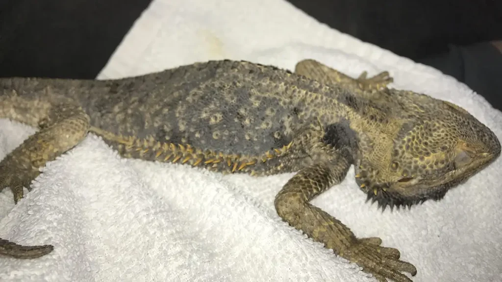 bearded dragon metabolic bone disease