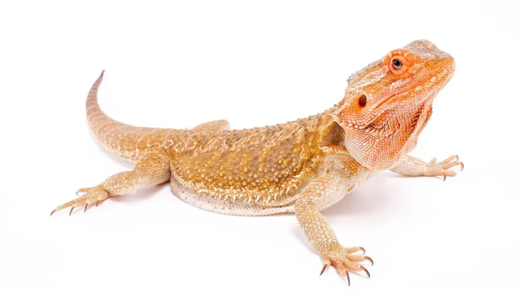 bearded-dragon-puff-up