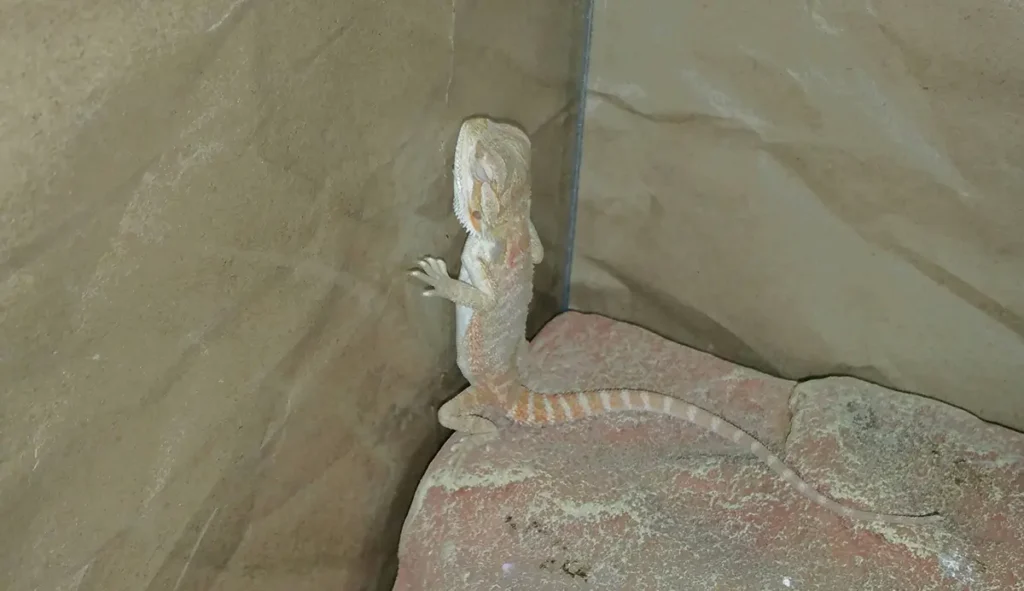 bearded-dragon-sleeping-upright