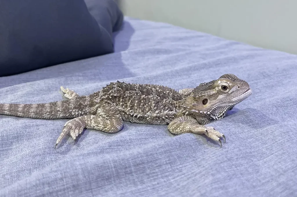 calcium-deficient-bearded-dragon