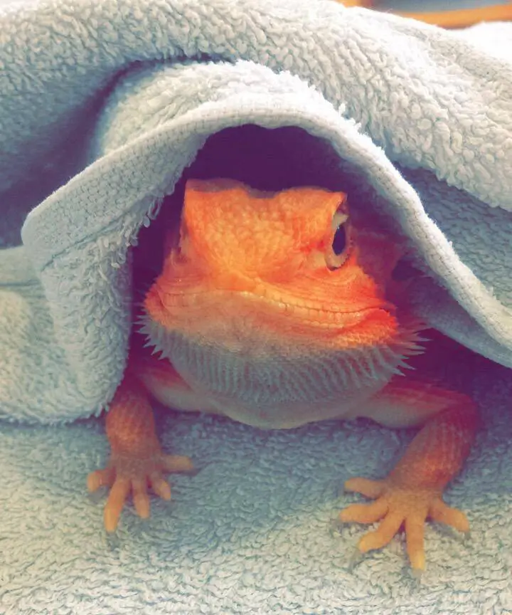 drying-off-a-bearded-dragon-after-a-bath