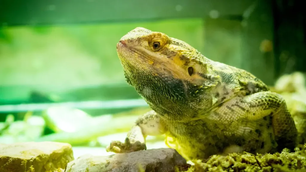 How to Get Rid of Bearded Dragon Smell? (Tips and Ideas)