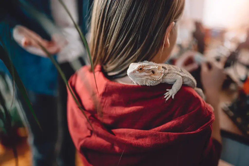 how to transport a bearded dragon