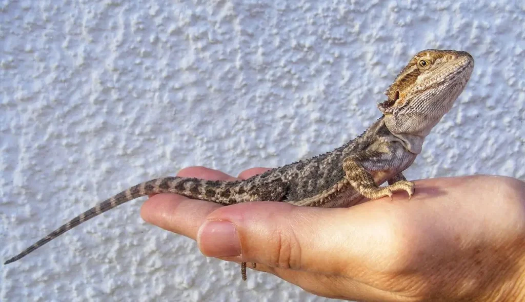 juvenile-bearded-dragon