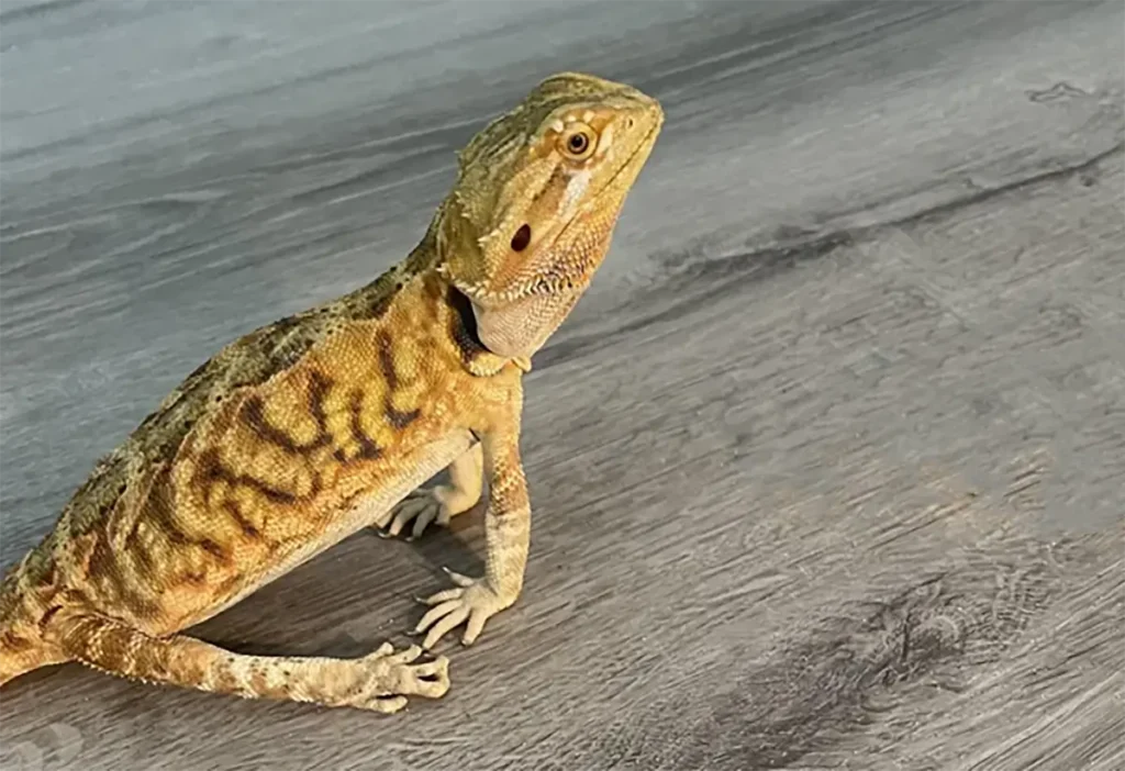 metabolic bone disease bearded dragon