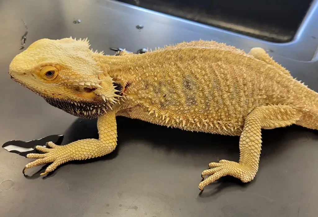 metabolic bone disease in bearded dragons