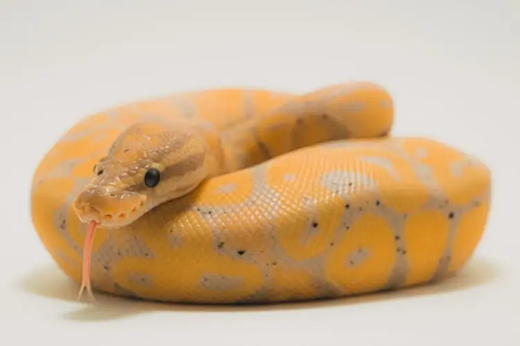 Banana-Ball-Python (1)