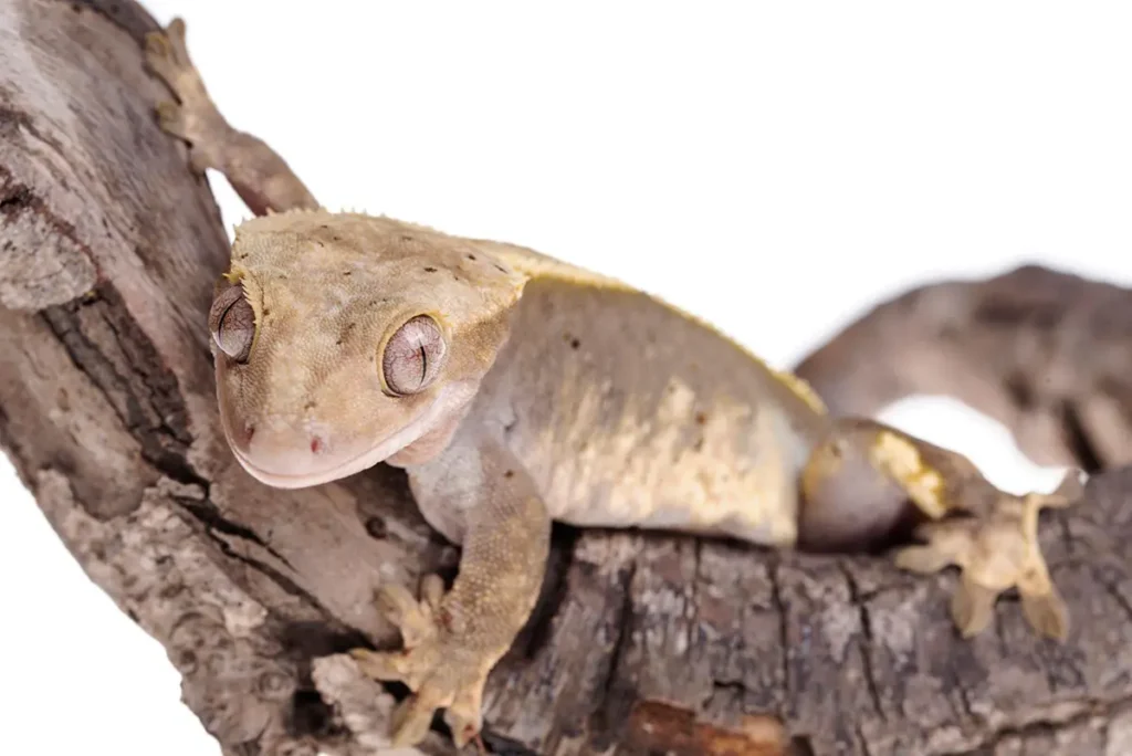 Crested gecko on isolated white background