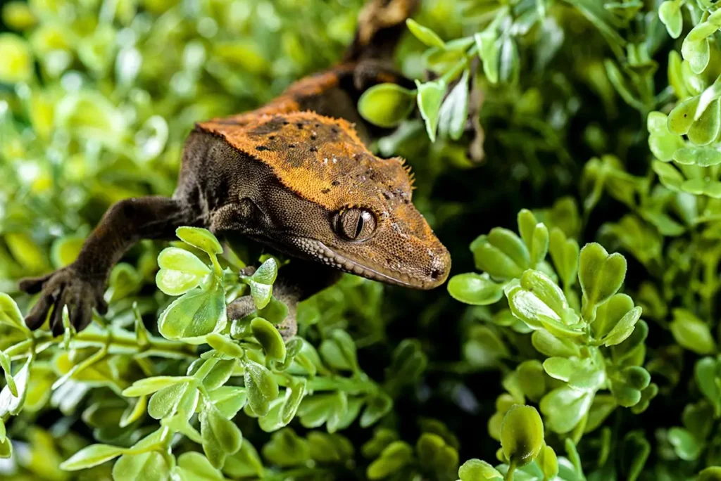 Crested gecko on leafs