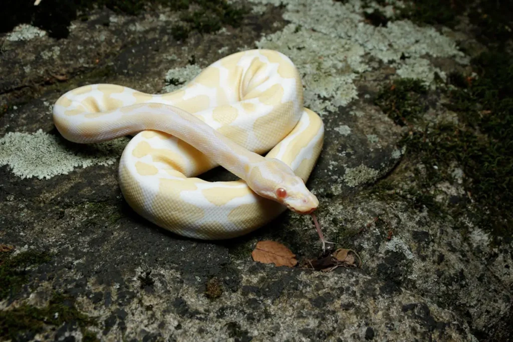 albino-ball-python-care
