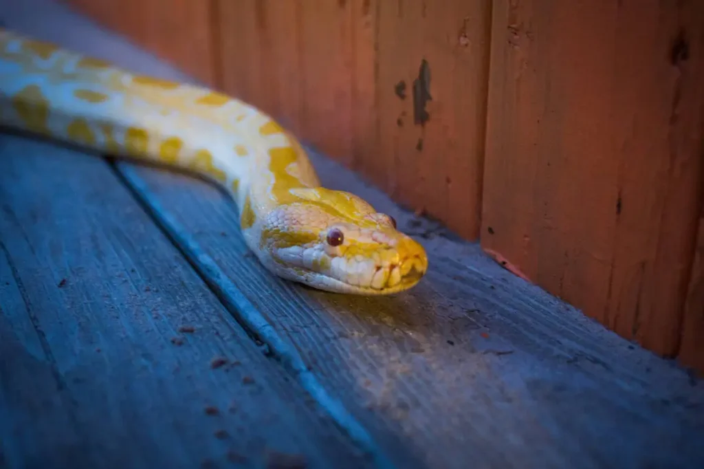 are-ball-pythons-venomous