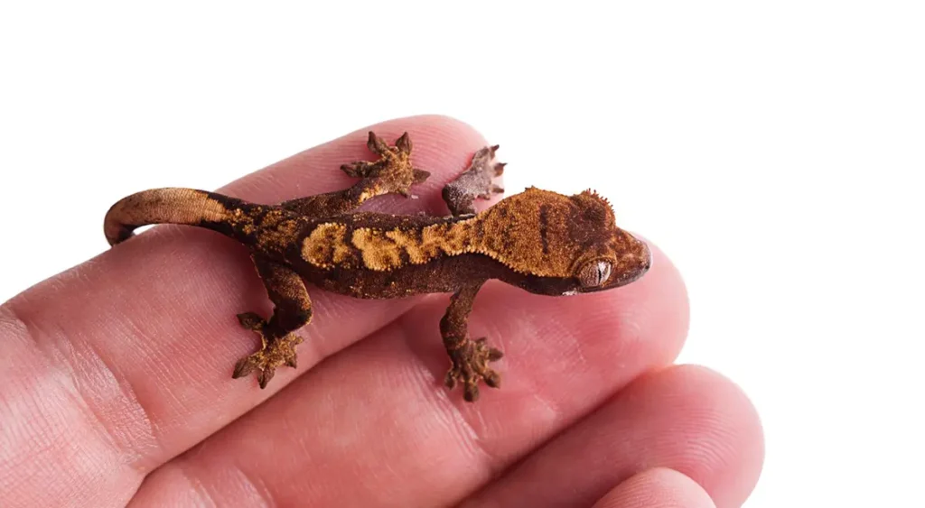 babay-crested-gecko