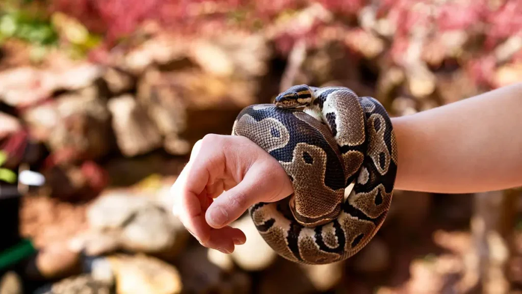 ball-python-handling