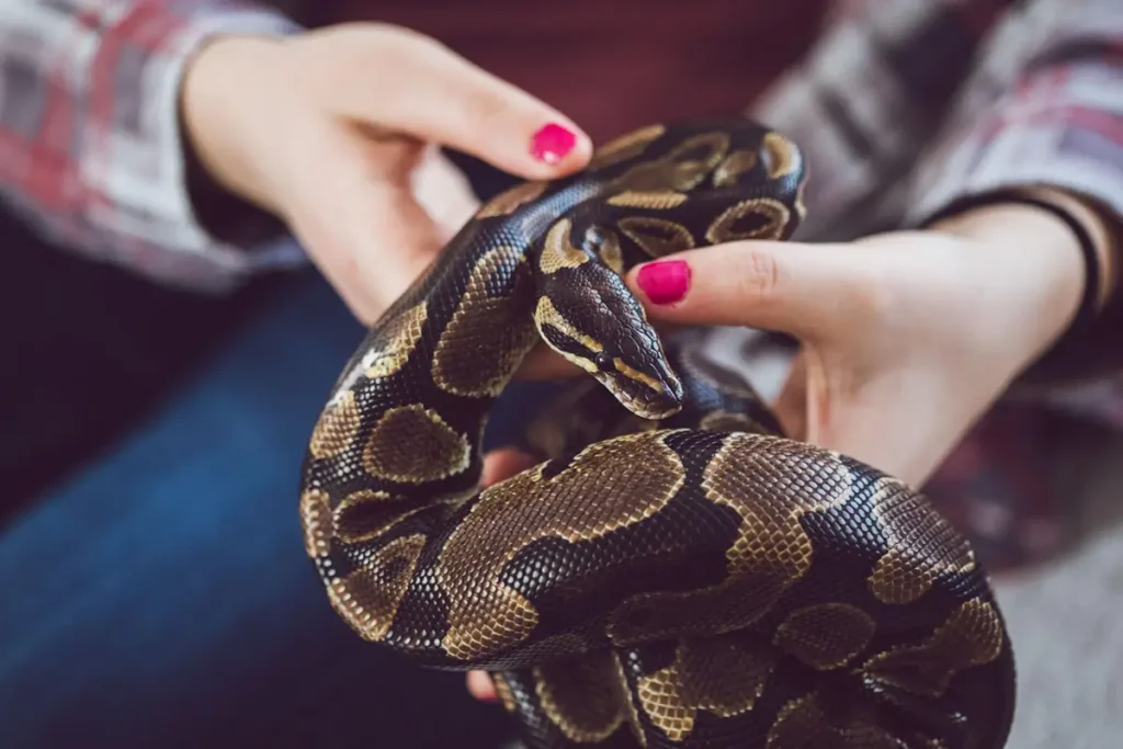 ball-python-handling-mistakes