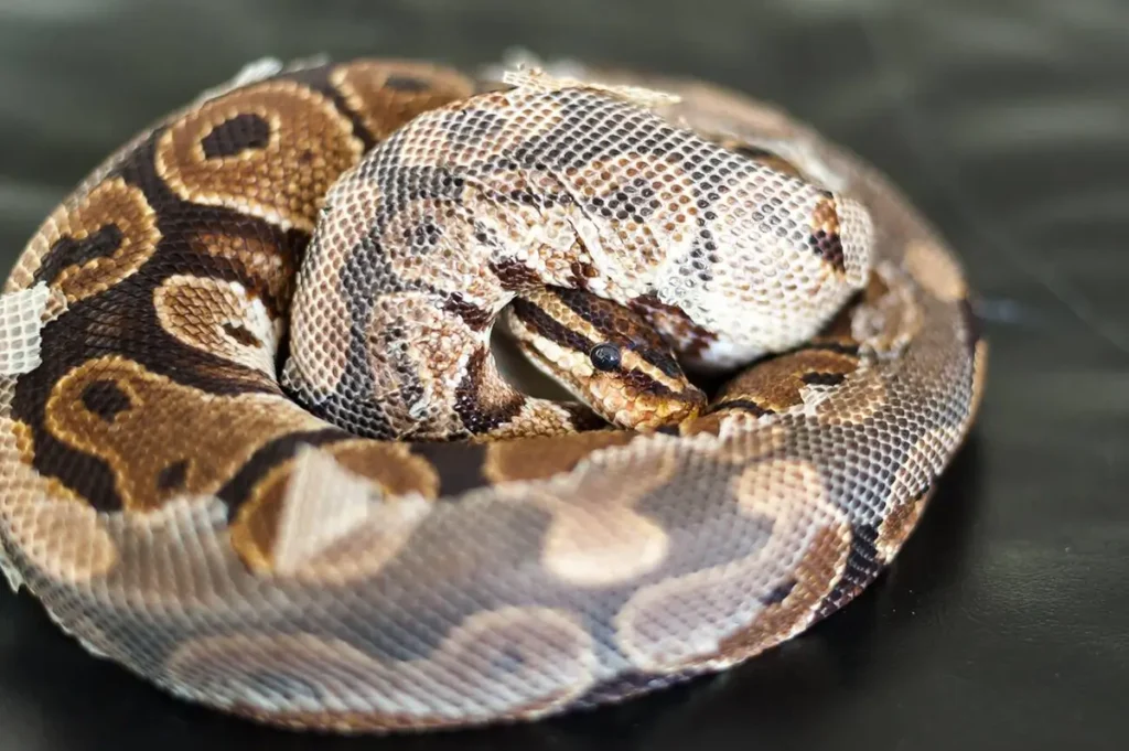 ball-python-in-the-process-of-shedding-skin
