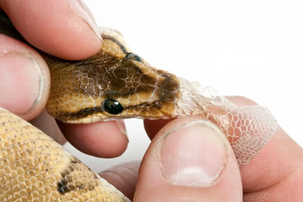 ball-python-problematic-skin-shed