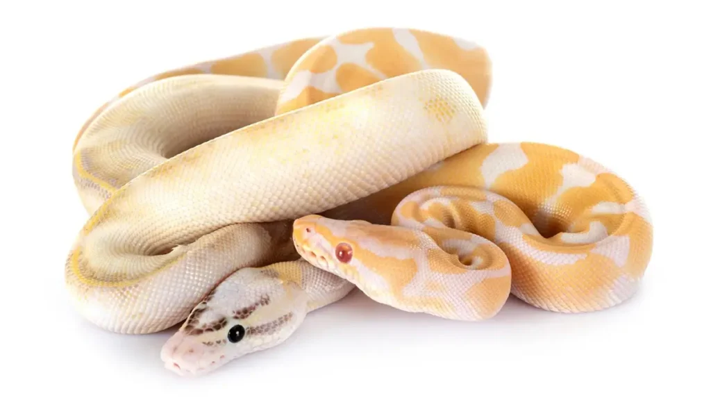 banana-snakes