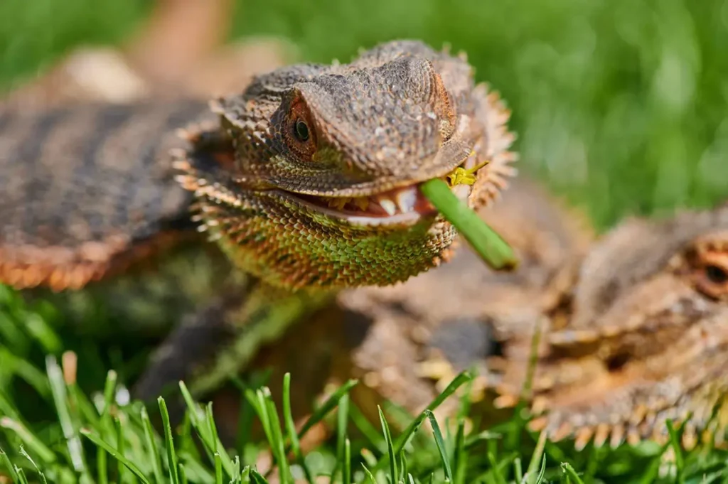 bearded-dragon-eating-greens