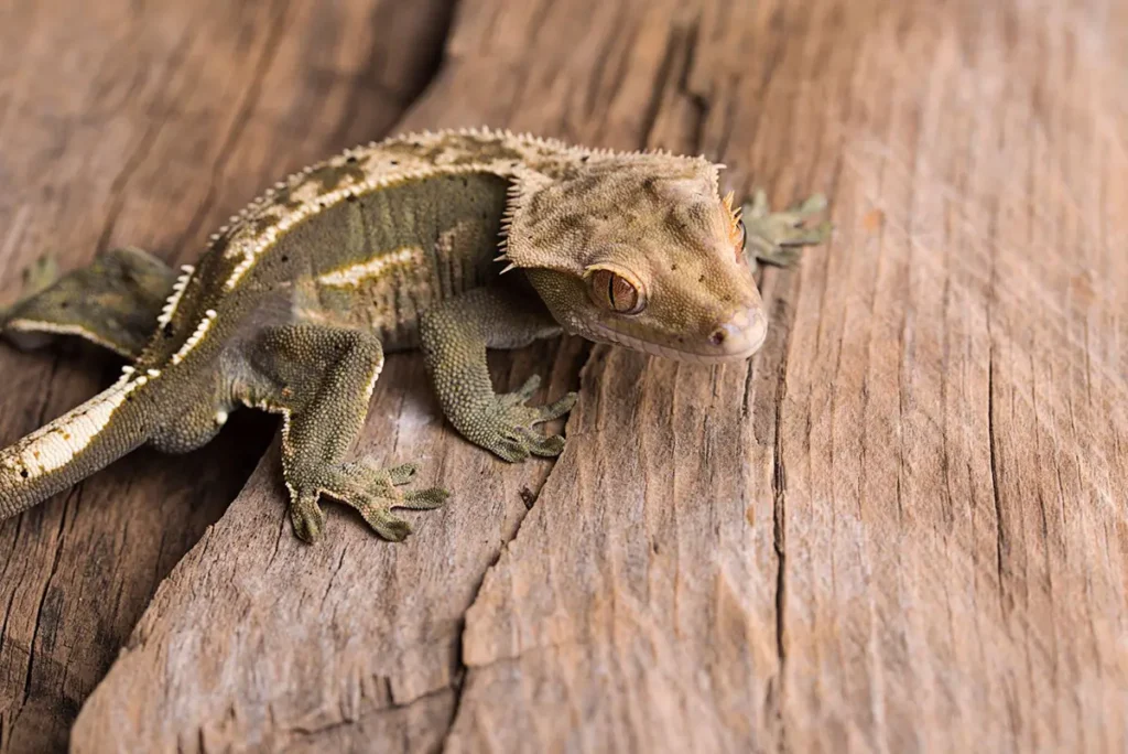 crested-gecko-on-a-log