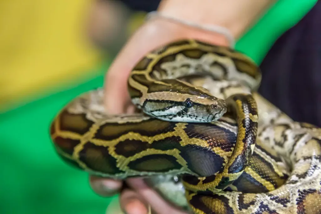 how-long-can-a-ball-python-go-without-eating
