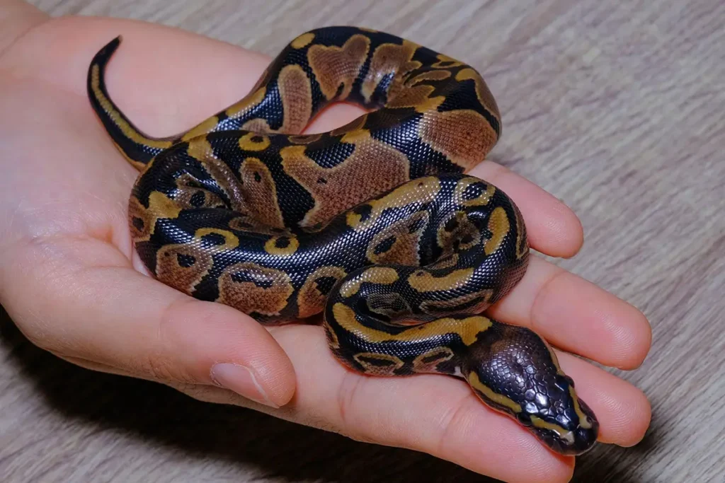 how-often-should-you-handle-a-ball-python