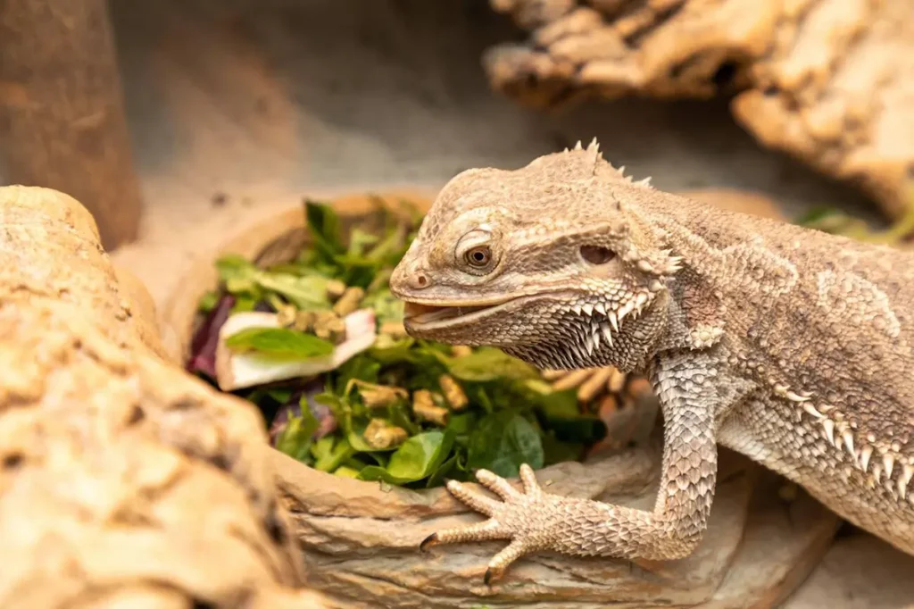 how-to-get-your-bearded-dragon-to-eat
